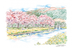 余呉川の桜と菜の花